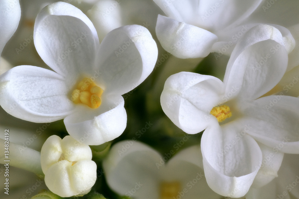 White lilac in close-up 1 - Syringa vulgaris
