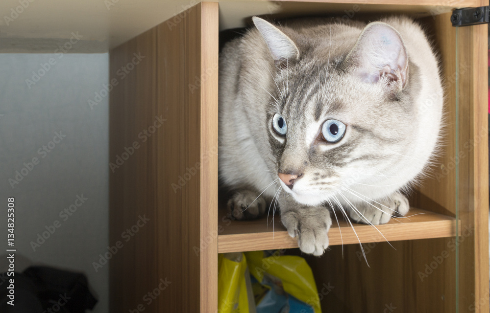 Katze im Schrank versteckt.