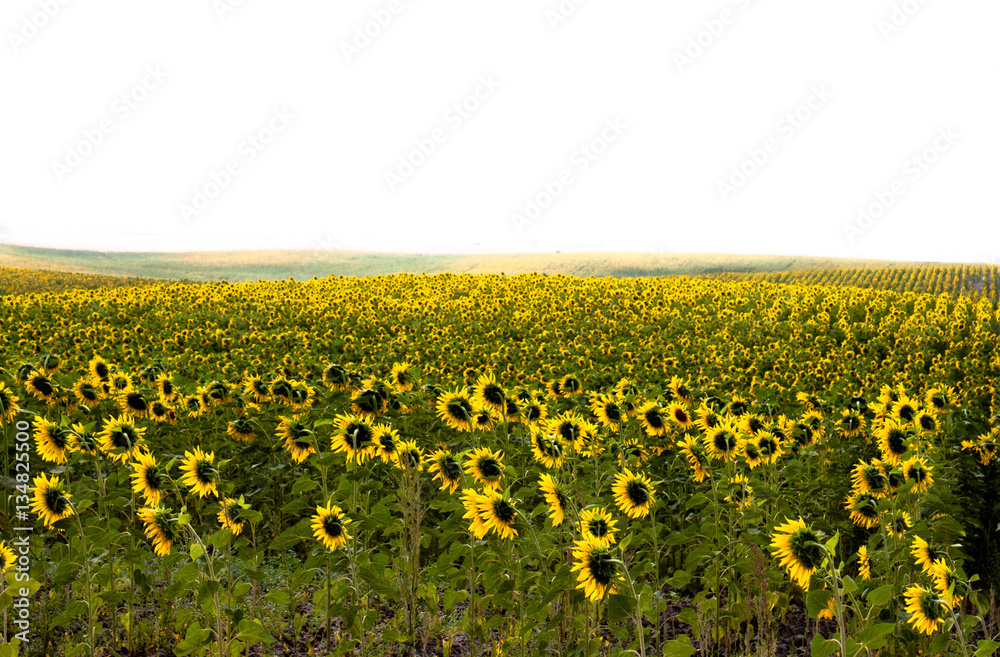 Obraz premium sunflowers field at sunset