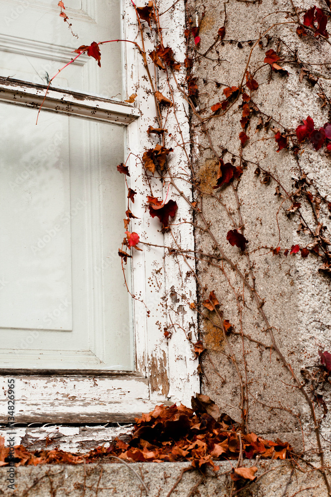 window frame with red ivy leaves window frame with red ivy leaves