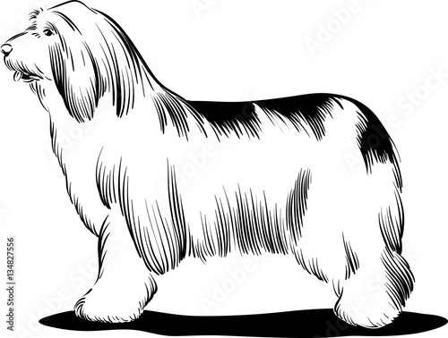 of purebred dogs couple Border Collies