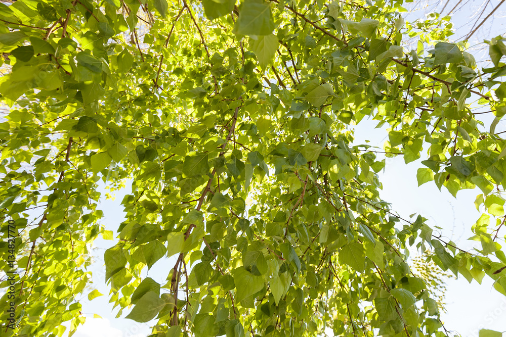crown tree crown tree