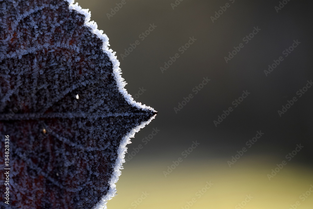 Fototapeta premium Ice crystals on edge of leaf
