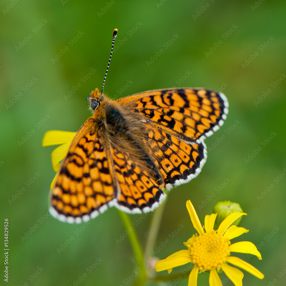 Fototapeta premium butterfly