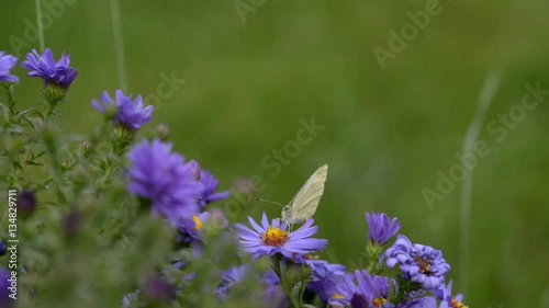 Butterfly on purple flowers in summer time. Behind butterfly and flowers are green grass. 