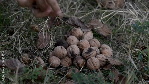 Woman hand gathering fallen nuts