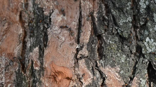 Ants on Tree Bark in Forest