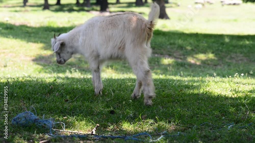 White Little Goat Grazing in the Field. the Action in Real Time. 
