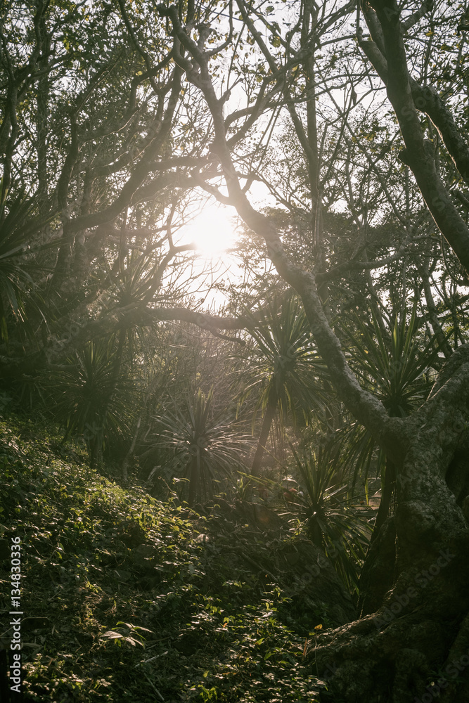 Fototapeta premium Sunrays in the jungle