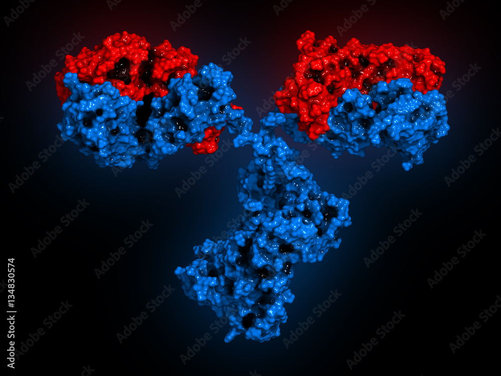 IgG2a monoclonal antibody (immunoglobulin). Heavy chains blue, light chains red.