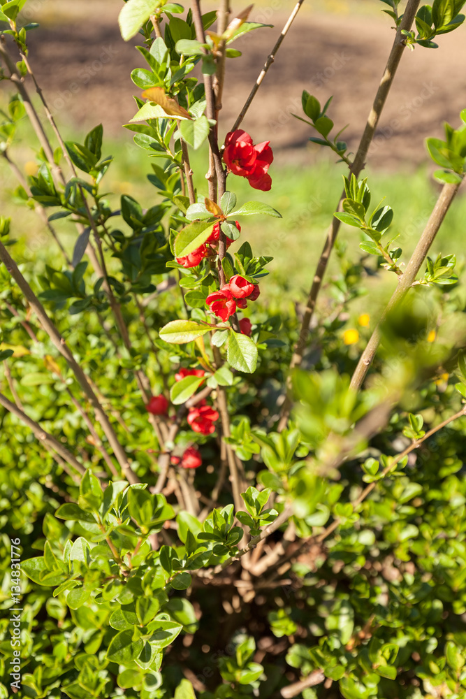 branch with red flowers branch with red flowers