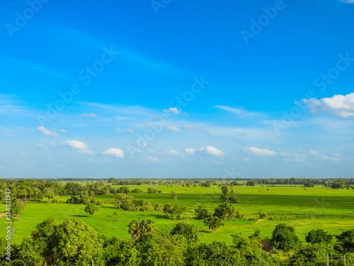 Beautiful Greenery Paddy Field landscape view with Blue sky and white clouds in Kantale, Sri Lanka