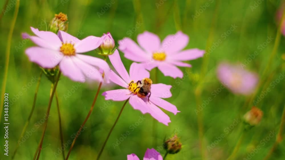 Bees collect pollen from pink flowers in the wind Bees collect pollen from pink flowers in the wind
