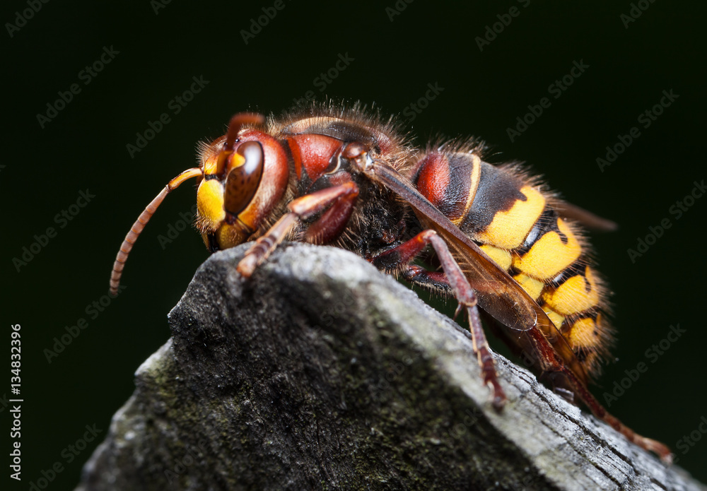 Hornisse Nahaufnahme (Makro) StockFoto Adobe Stock