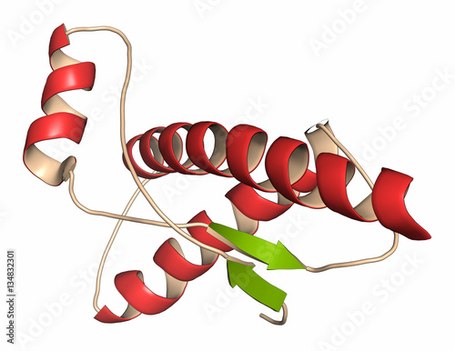 Human prion protein (hPrP), chemical structure. 3D rendering.  photo