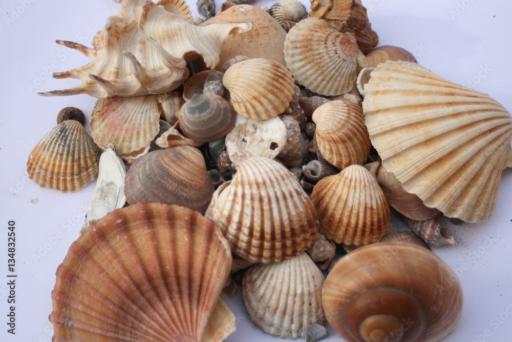 Schöne Muscheln Stock Photo | Adobe Stock