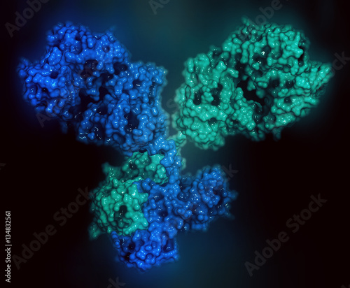 IgG1 monoclonal antibody (immunoglobulin). 3D rendering. 