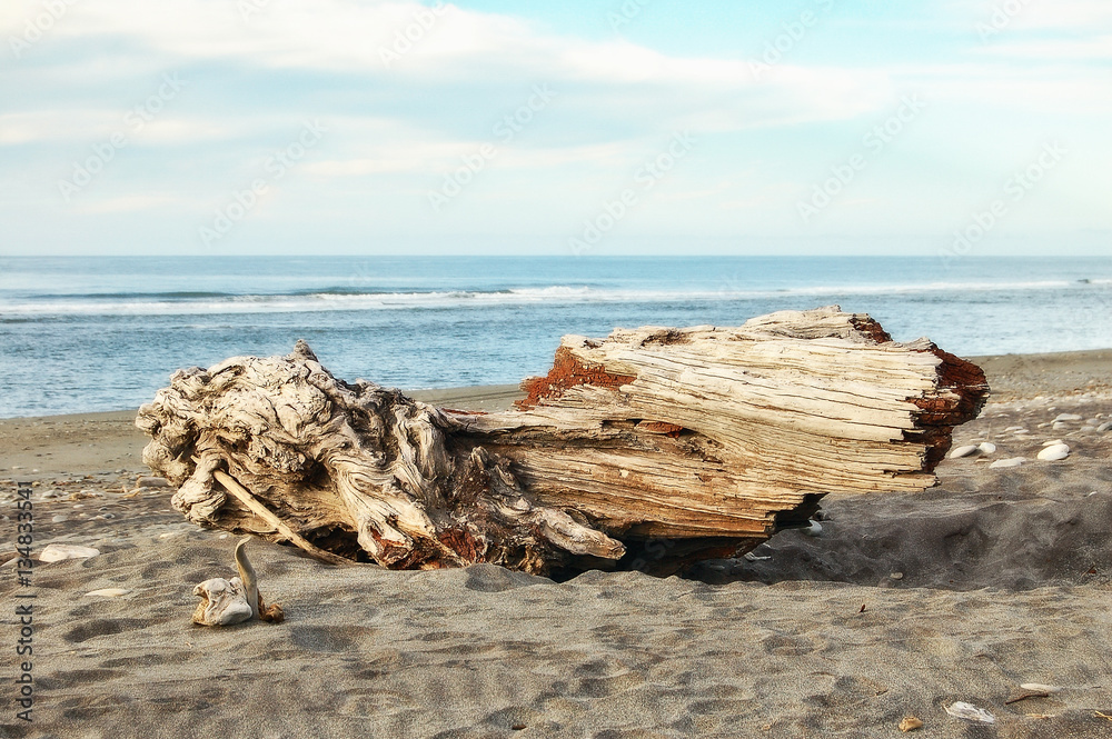 Driftwood on the Hokitika Beach of the West Coast of the South Island of New Zealand