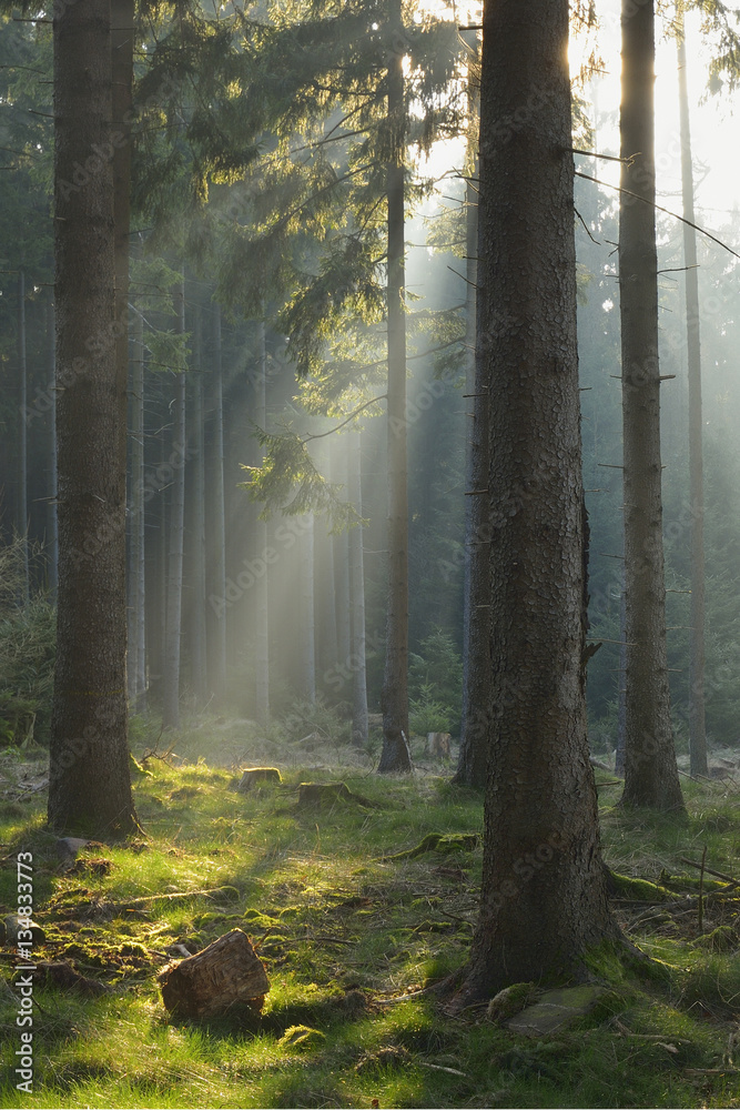 Fototapeta premium Sunbeams in Spruce Forest