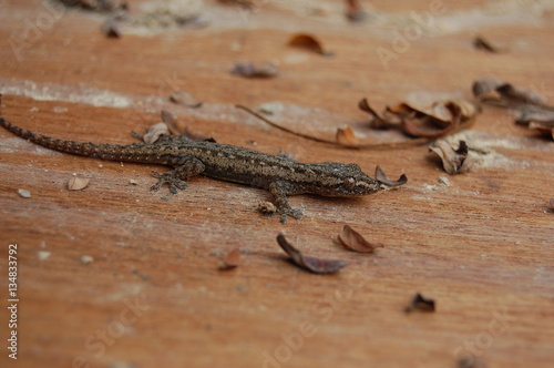 Forest Gecko on Wooden Plank