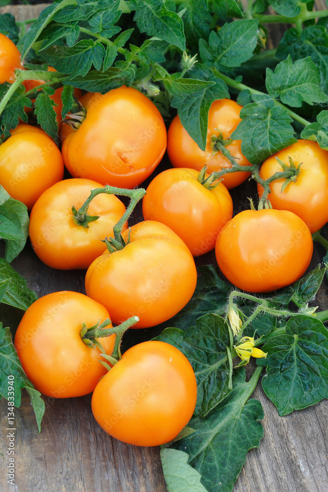 Many orange tomatoes with leaves