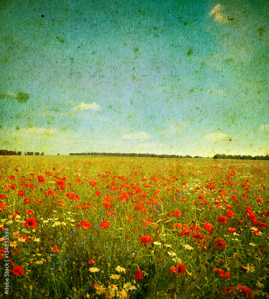Fototapeta premium grunge poppies landscape