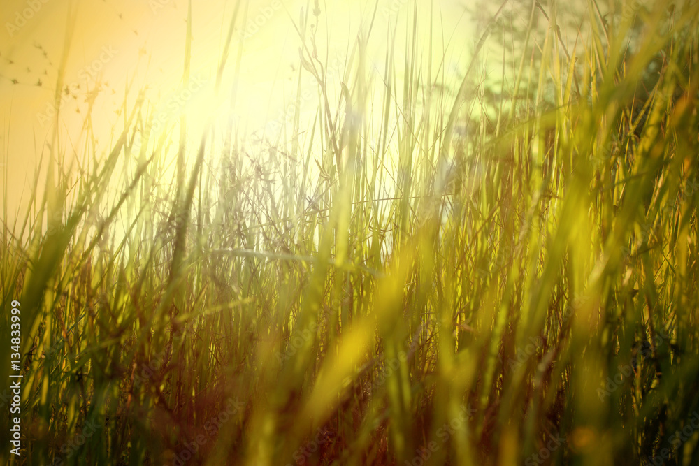 Spring  background with grass