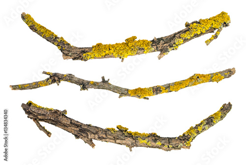macro dry tree branches covered with lichen isolated on white background