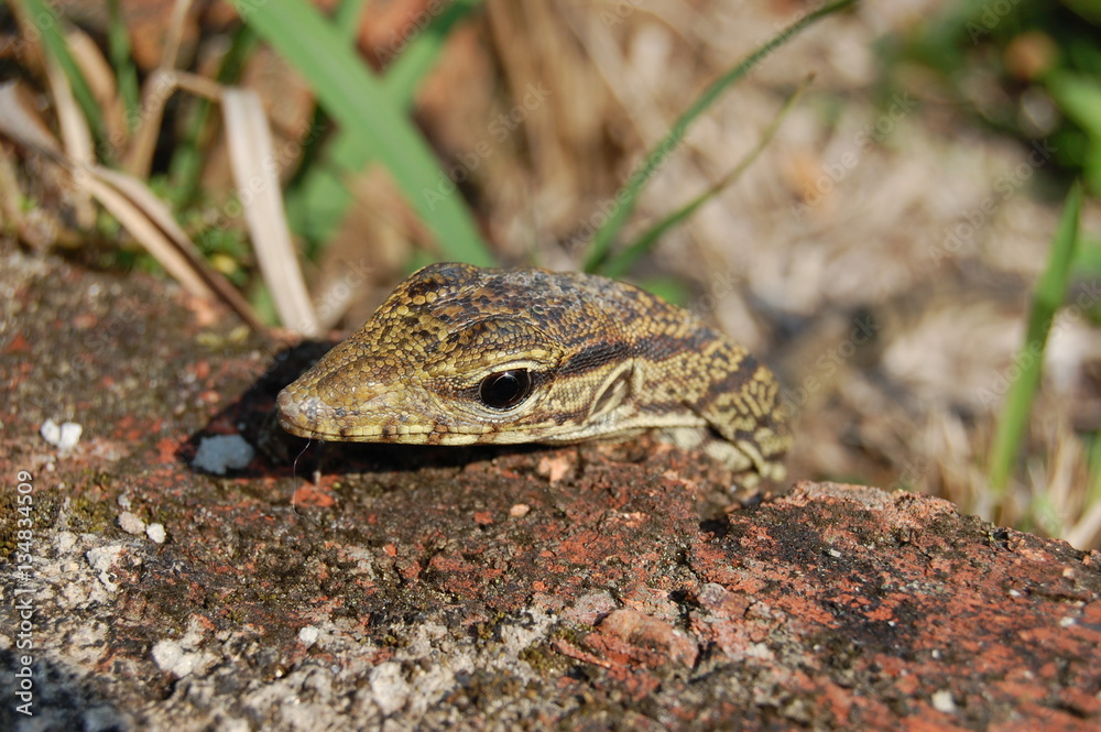 Monitor Lizard Peeking from Behind Brick Monitor Lizard Peeking from Behind Brick