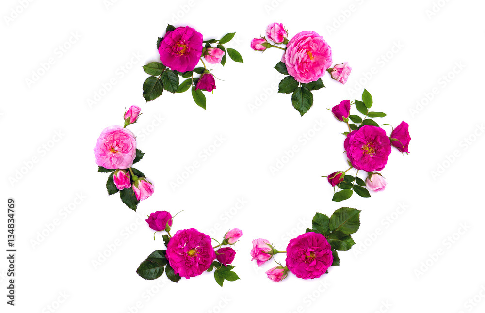 Frame of pink roses (shrub rose) on a white background with space for text. Top view. Flat lay. Valentine decoration.