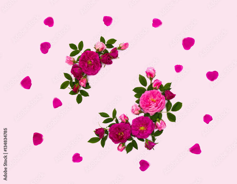 Frame of pink roses (shrub rose) on a pink background with space for text. Top view. Flat lay.