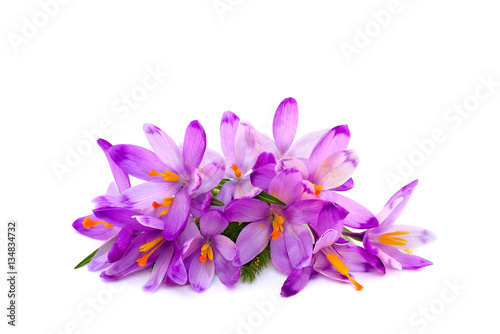 Bouquet of violet crocuses (Crocus vernus) on a white background with space for text.