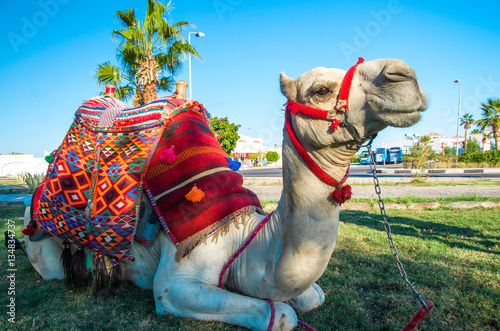 Leinwand Poster Camel in Egypt