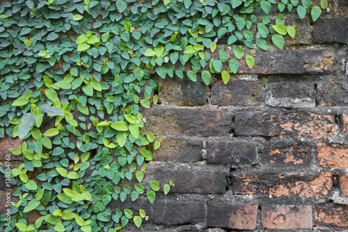 brick wall with green leaves