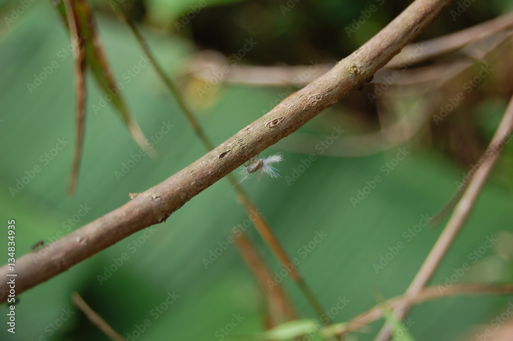 Fuzzy Treehopper 1 of 3 Fuzzy Treehopper 1 of 3