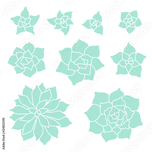Teal succulent plant set on white background
