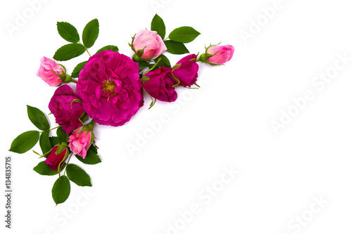 Pink roses (shrub rose) on a white background with space for text. Top view. Flat lay. 