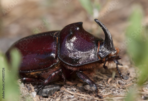 live rhinoceros beetle © vadim_fl