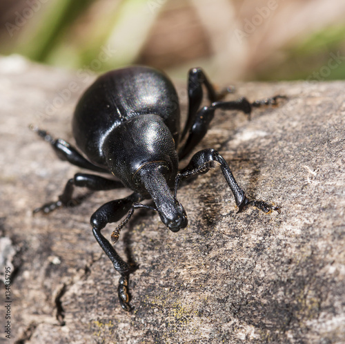 bug elephant, weevil