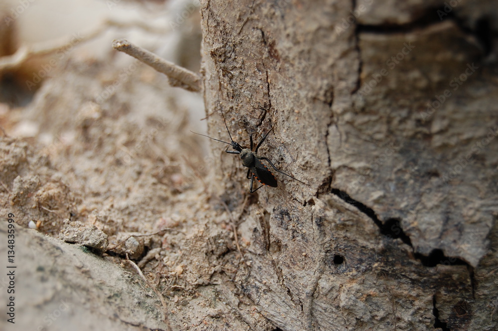 Assassin Bug on the Prowl Assassin Bug on the Prowl