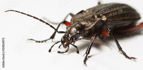 ground beetle © vadim_fl