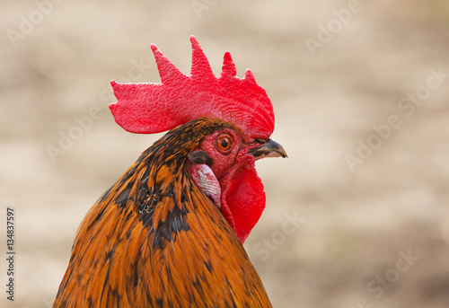 Photos Rooster