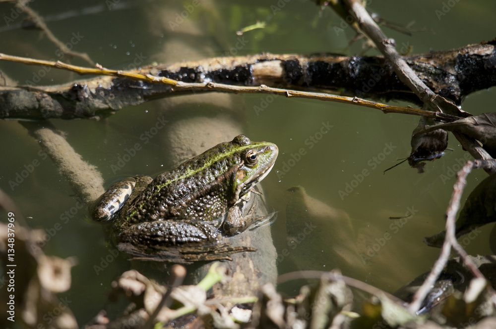 Naklejka premium Frosch auf ast