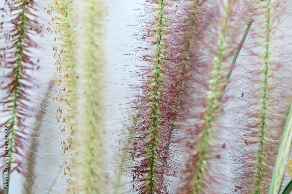 Naklejka premium autumn reeds grass background texture