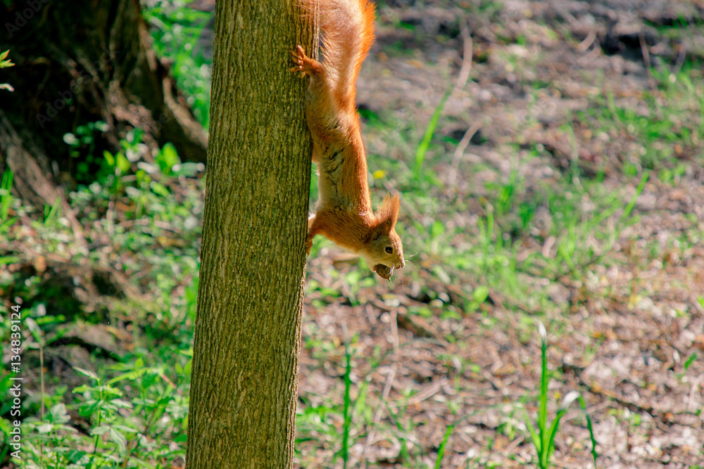 squirrel with nut on the tree in the forest squirrel with nut on the tree in the forest