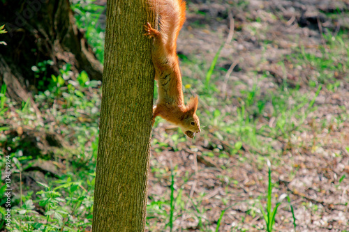 squirrel with nut on the tree in the forest