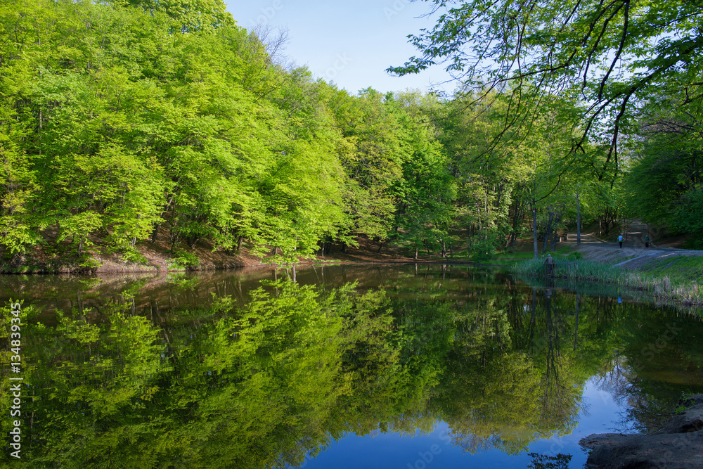 landscape: green trees in forest reflecting in water of pond in sunny day landscape: green trees in forest reflecting in water of pond in sunny day