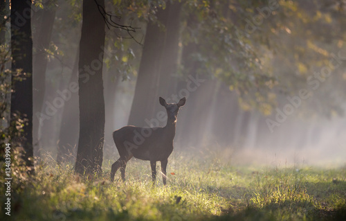 Fototapeta Naklejka Na Ścianę i Meble -  Hind in forest