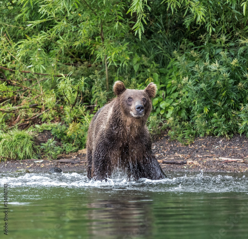 Kamchatka brown bear near the lake Dvukhyurtochnoe - Kamchatka, Russia photo