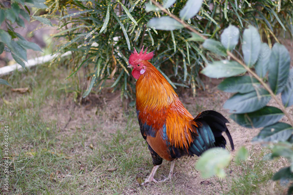 Fototapeta premium Hen